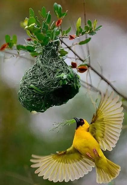 小鳥 築巢 空氣鳳梨